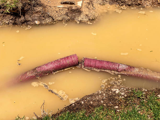 Best Mold removal after water damage  in Thompson, ND